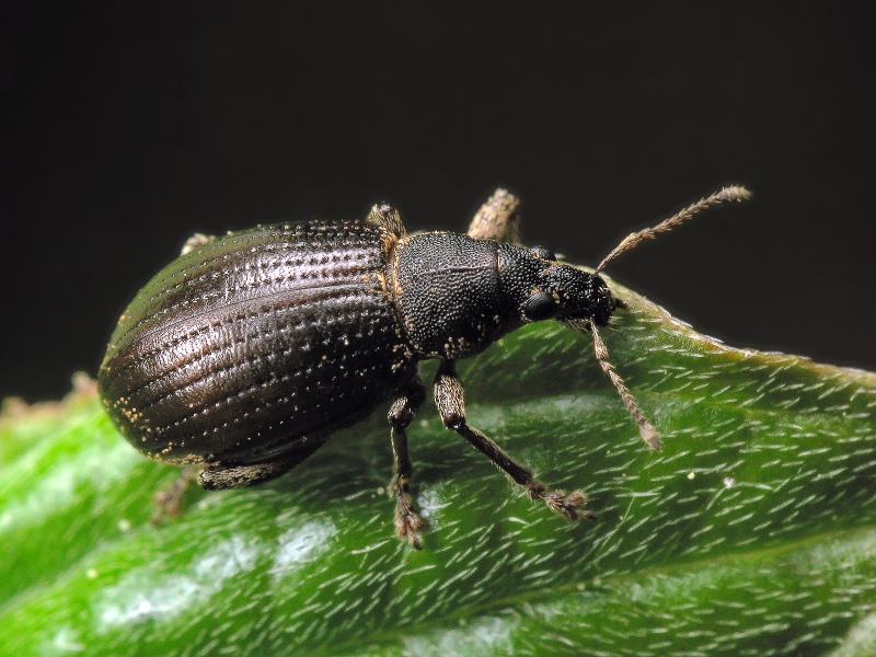 Sciaphobus squalidus (Gyllenhal, 1834)